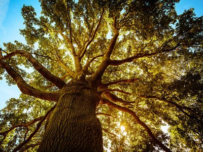 French oak wood extract improves symptoms of infectious mononucleosis