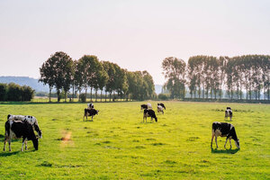 FrieslandCampina and DSM team up to reduce dairy cattle emissions 
