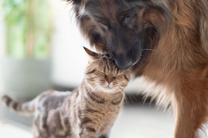 From alga to bowl: astaxanthin supports pet health