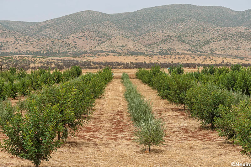 From origin to ingredient: inside Nexira’s carob value chain in Morocco