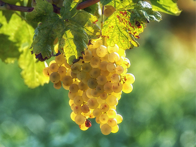From Italian grapes, a sweetener that is delicious, natural and reliable