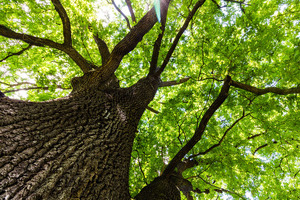 From little acorns do great supplements grow