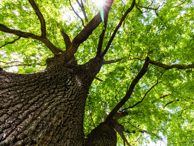 From little acorns do great supplements grow