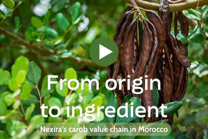 From origin to ingredient: inside Nexira’s carob value chain in Morocco