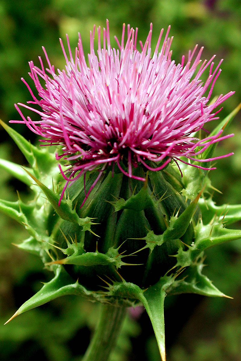 From people to pets: Euromed extends Mediterranean and milk thistle extract expertise to animal nutrition at SupplySide Global 2026