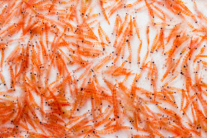 From risk to resilience: rethinking your omega-3 sourcing strategy