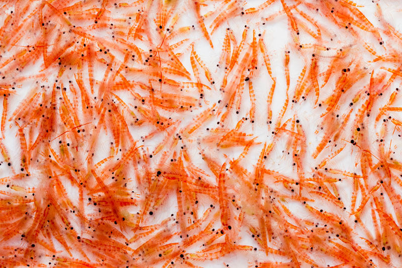 From risk to resilience: rethinking your omega-3 sourcing strategy
