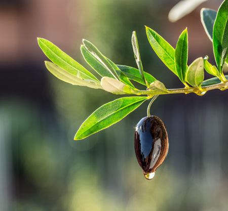 Frutarom launches next generation antioxidants for instant drinks