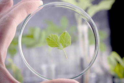 Frutarom launches phytopharmaceutical ingredients line