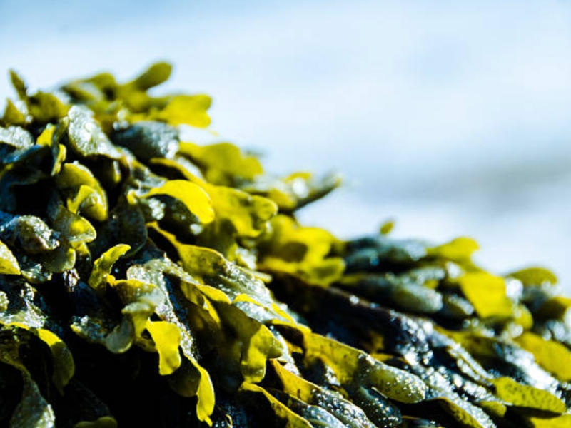 Fucoidan as treatment for cardiovascular and cerebrovascular diseases