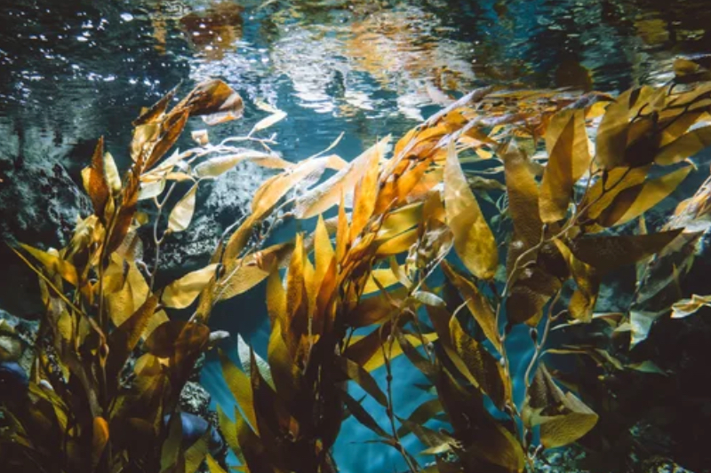 Fucoidan-focused startup BioMara bags $150k to advance ingredient production