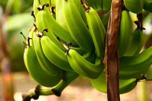 Functional ingredients supplier AIDP adds NuBana to distribution portfolio