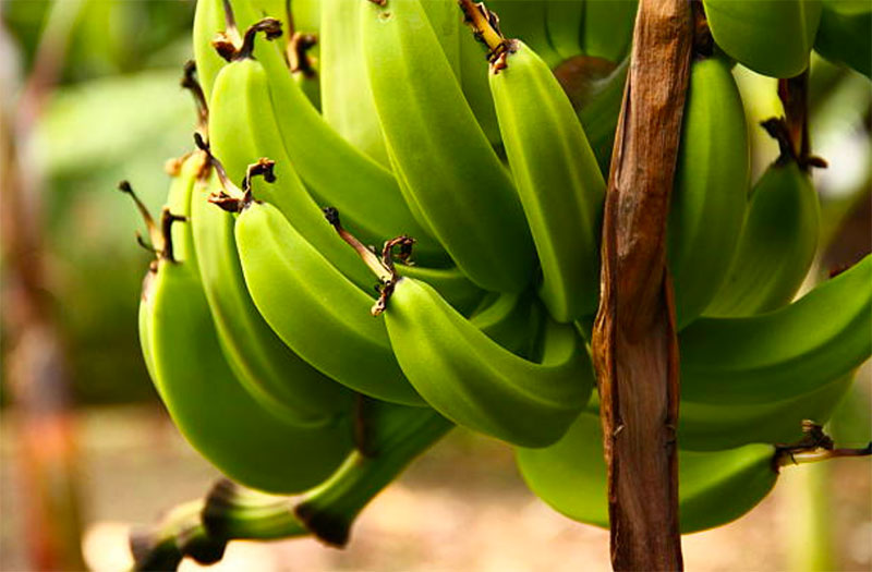 Functional ingredients supplier AIDP adds NuBana to distribution portfolio
