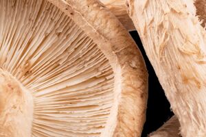 Functional Mushroom Council launches to unite mushroom growers, suppliers and brands