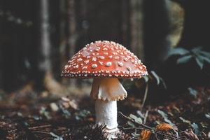 Fungi Perfecti issues response to Nammex FDA citizen petition