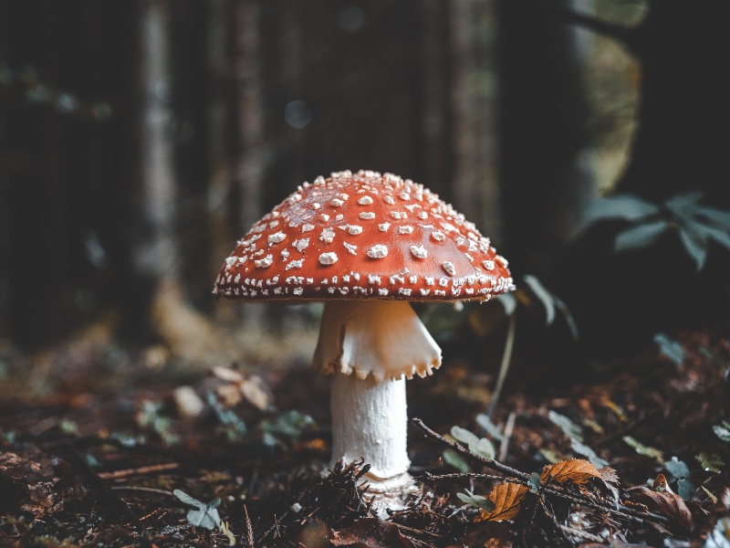 Fungi Perfecti issues response to Nammex FDA citizen petition