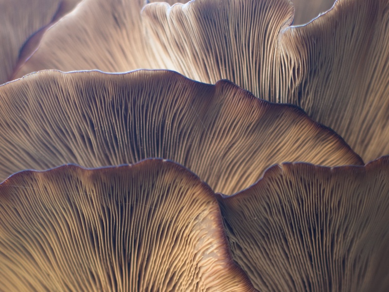 Fungi used in food production could lead to new probiotics