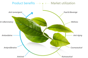 Further research on Phytofare and diabetes