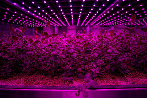 Future Crops establishes indoor vertical farming system