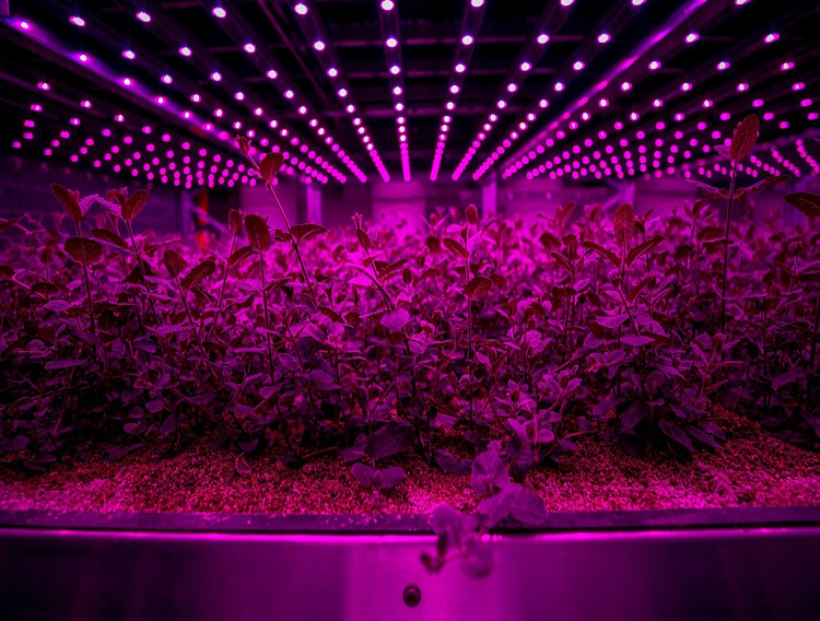 Future Crops establishes indoor vertical farming system