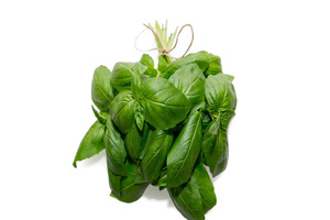 Future Crops increases cultivated basil output