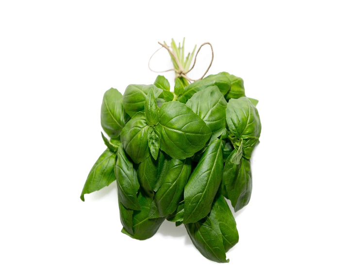 Future Crops increases cultivated basil output