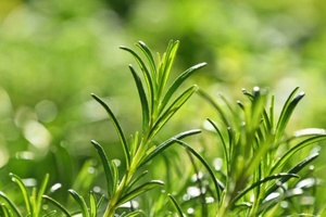 Fytexia launches antioxidant