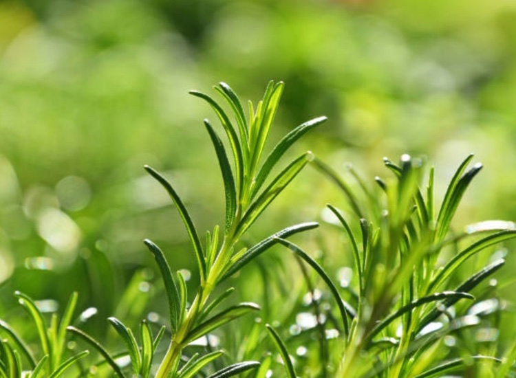 Fytexia launches antioxidant