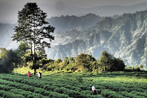 Gaining trust through traceability, transparency and testing