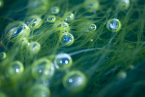 GC Rieber VivoMega to debut VivoMega EPA+DHA algal oil at SupplySide West