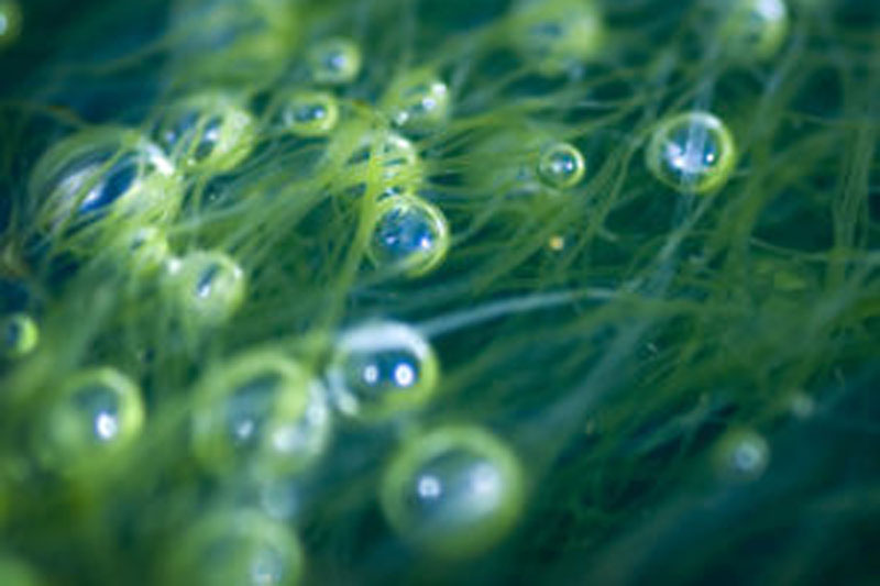 GC Rieber VivoMega to debut VivoMega EPA+DHA algal oil at SupplySide West