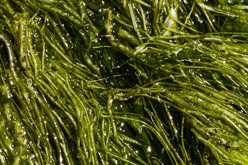 GC Rieber VivoMega to launch EPA+DHA algal oil at Natural Products Expo West