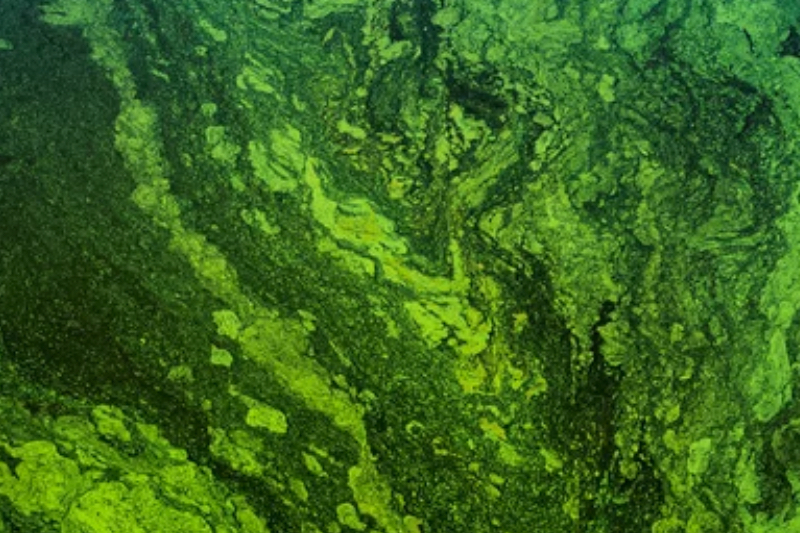GC Rieber VivoMega to launch EPA and DHA-rich algal ingredient, Algae 1060 TG Premium