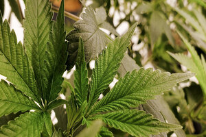 GCI Nutrients partners with GVB Biopharma
