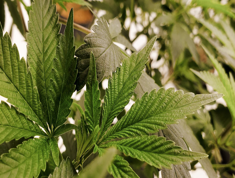 GCI Nutrients partners with GVB Biopharma
