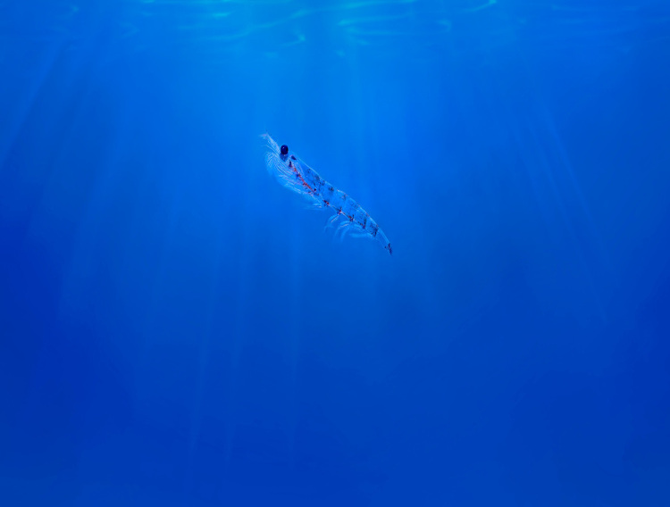 GEA to supply krill protein pilot plant for Aker Biomarine