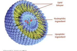Gencor and Pharmako launch advanced targeted delivery liposomal technology