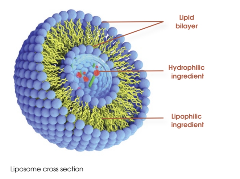 Gencor and Pharmako launch advanced targeted delivery liposomal technology