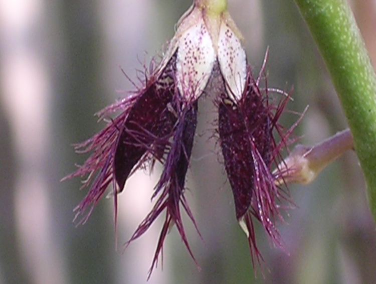 Gencor launches ingredient for stress and anxiety 