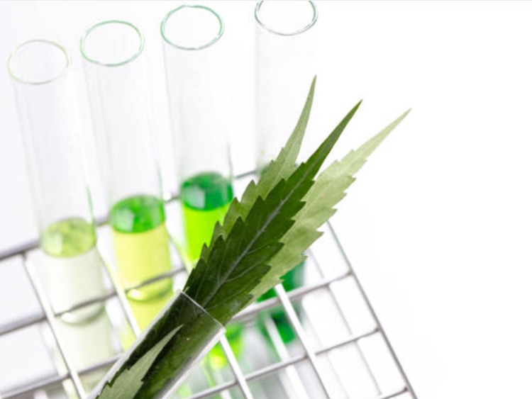 Gencor partners with CBD expert to investigate PEA as natural alternative 