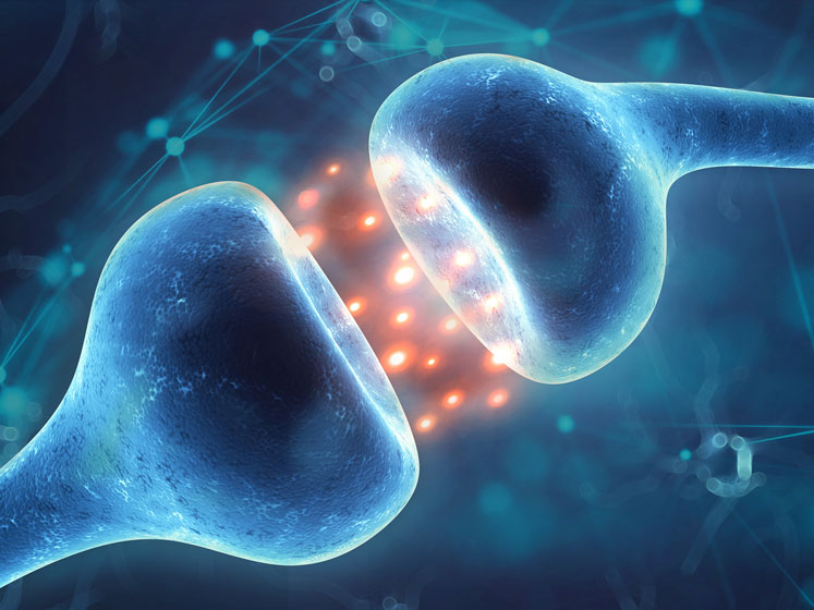 Gencor’s Levagen+ demonstrates superior absorption in recent PK study