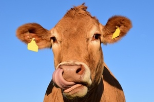 Givaudan acquires Vika to improve its portfolio of natural dairy products