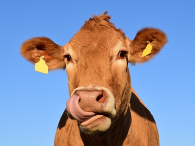 Givaudan acquires Vika to improve its portfolio of natural dairy products