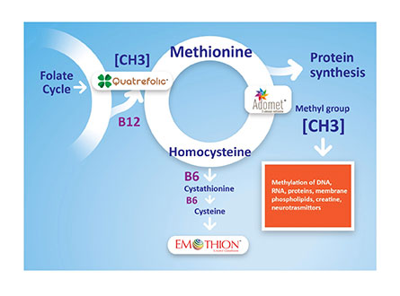 Gnosis focuses on critical one-carbon metabolism pathway