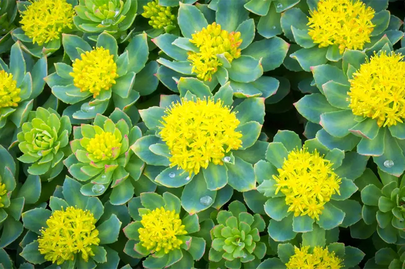 Gnosis selects Gencor as its exclusive US distribution partner for its Rhodiola bioactive, LANDKIND Pure Salidroside