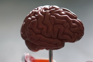 GOED publishes brain health report