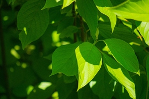 GOED releases sustainability report for the EPA and DHA Omega-3 Industry