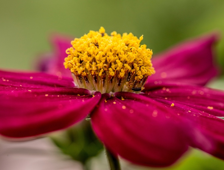 Graminex completes study on pollen extract for women's urinary health