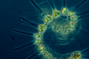 Greenfilled launches phytoplankton concentrate based on sustainable production