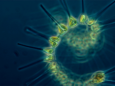 Greenfilled launches phytoplankton concentrate based on sustainable production